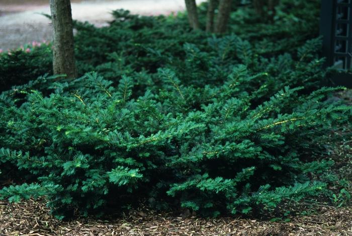 Taxus x media Everlow