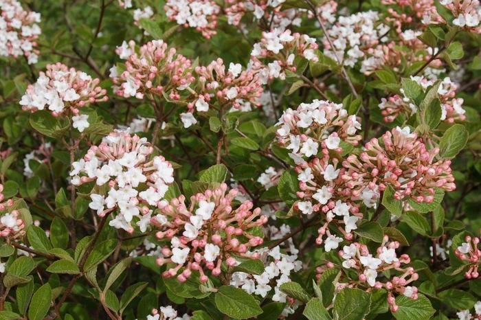 Viburnum carlesii Spice Island&trade;