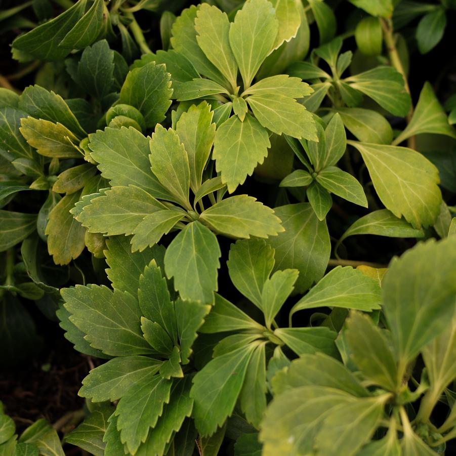 Pachysandra terminalis 'Green Carpet' - Japanese Spurge from Great Lakes Landscape Supply