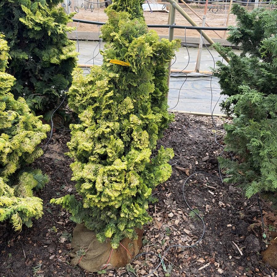 Chamaecyparis obtusa 'Verdoni' 3/4'- Hinoki Falsecypress from Great Lakes Landscape Supply