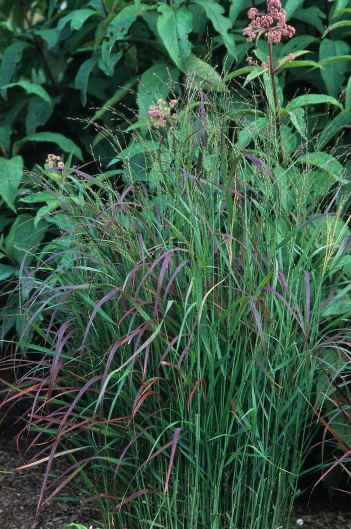 Panicum virgatum Rostrahlbusch