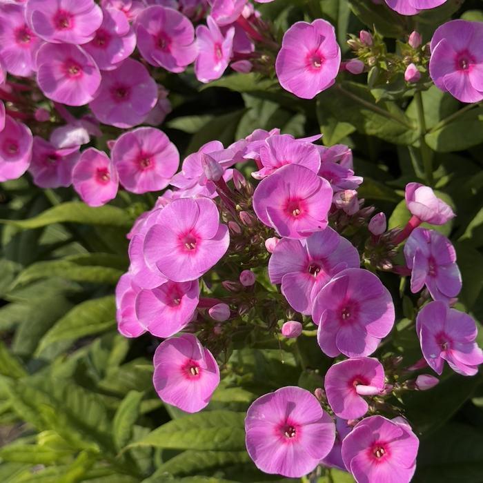 Phlox paniculata Luminary&trade; Prismatic Pink