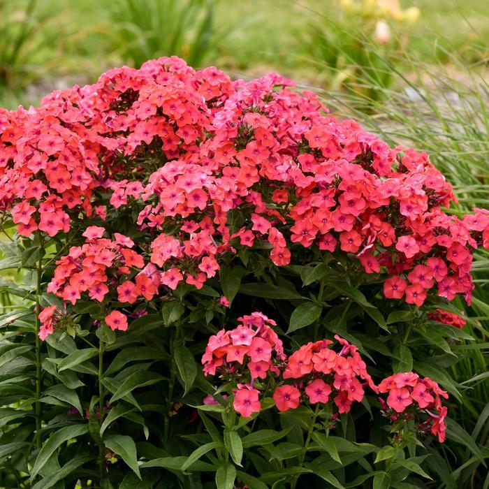 Phlox paniculata Luminary&trade; Sunset Coral