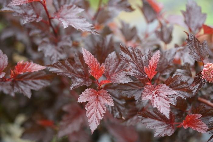Physocarpus opulifolius Ginger Wine&reg;