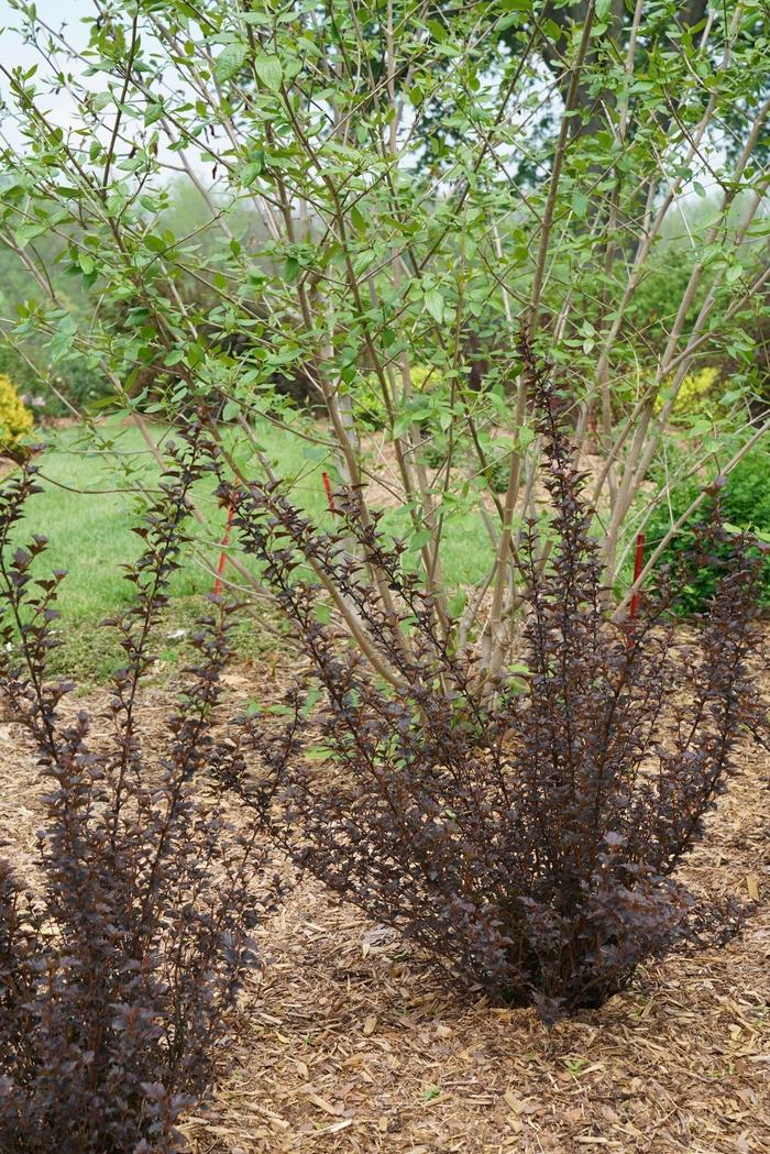 Physocarpus opulifolius Summer Wine&reg; Black
