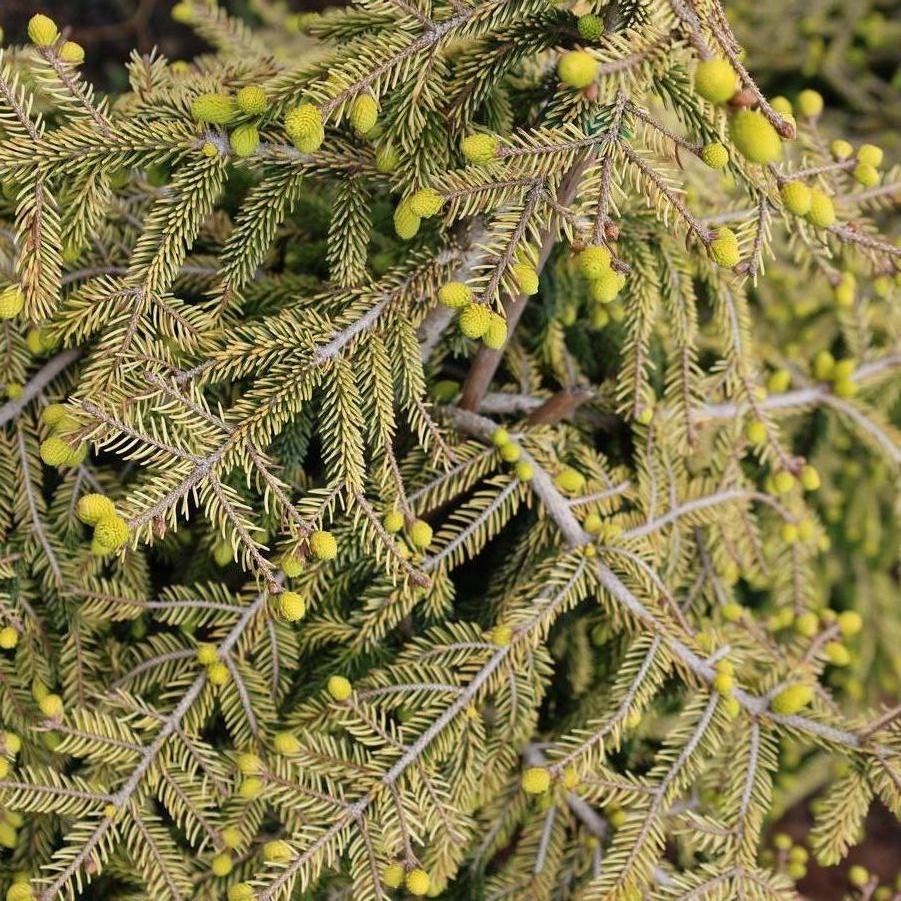 Picea orientalis 'Skylands' - Caucasian Spruce from Great Lakes Landscape Supply