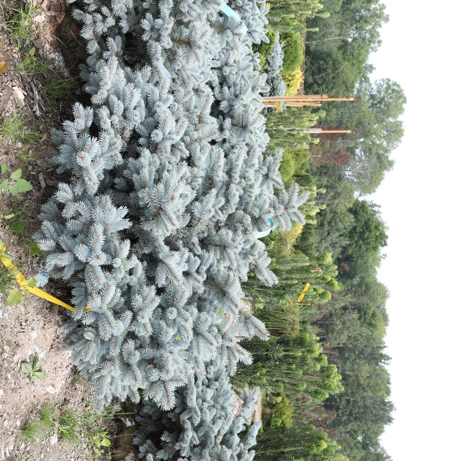 Picea pungens Moonstone&reg;