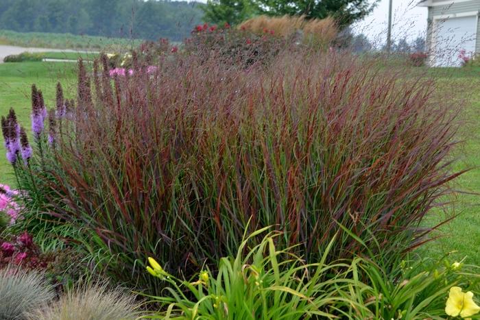 Panicum virgatum Prairie Winds&reg; Cheyenne Sky