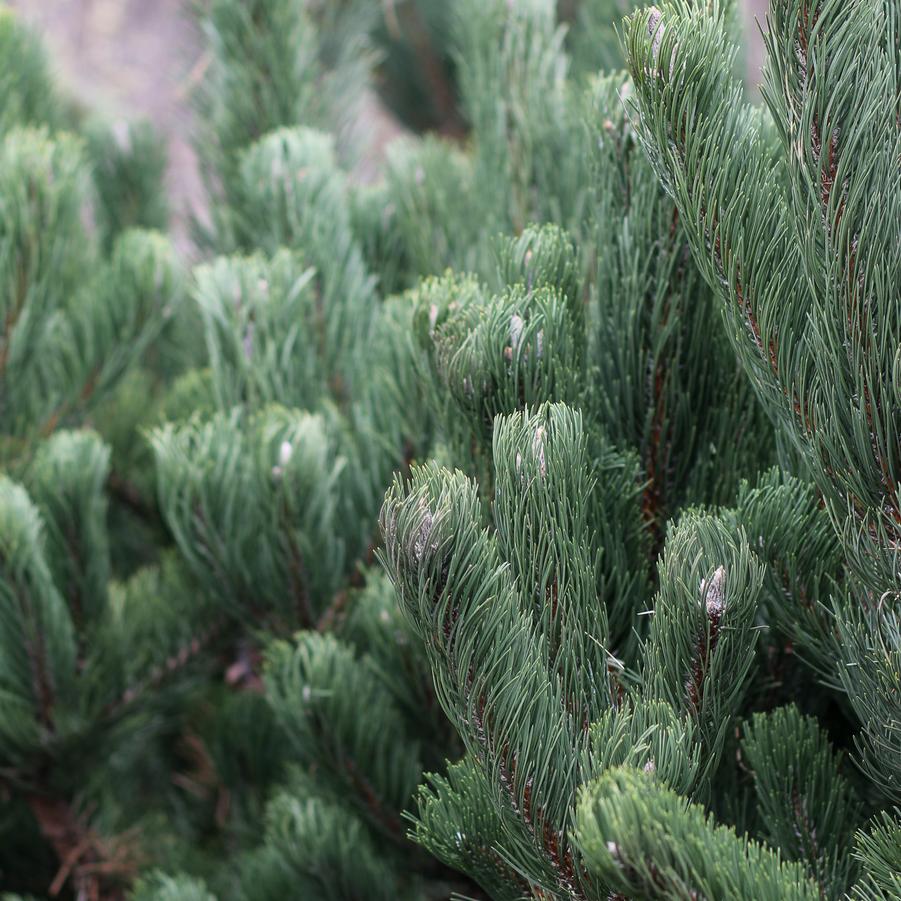 Pinus nigra 'Oregon Green' - Austrian pine from Great Lakes Landscape Supply