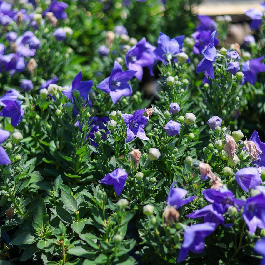 Platycodon grandiflorus 'Sentimental Blue' - Balloon Flower from Great Lakes Landscape Supply