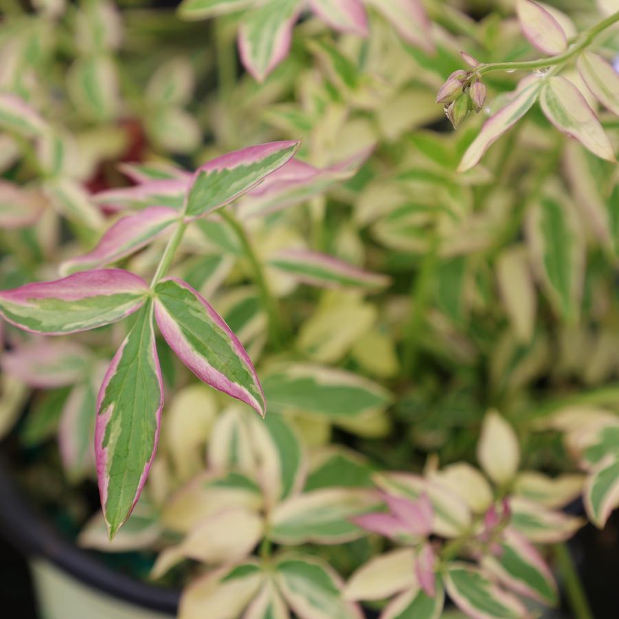 Polemonium reptans 'Stairway to Heaven' - Jacob's Ladder from Great Lakes Landscape Supply