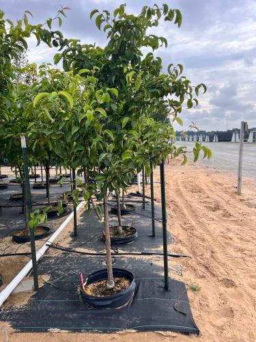 Pyrus pyrifolia Hosui