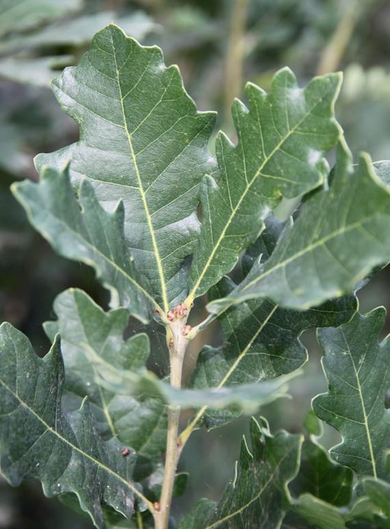 Quercus robur x alba 'Streetspire®' - Oak from J Frank Schmidt
