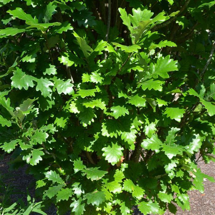 Quercus x warei Regal Prince&reg;