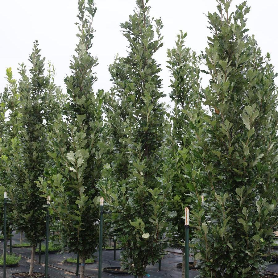 Quercus robur x bicolor 'Kindred Spirit�' - Oak from Great Lakes Landscape Supply