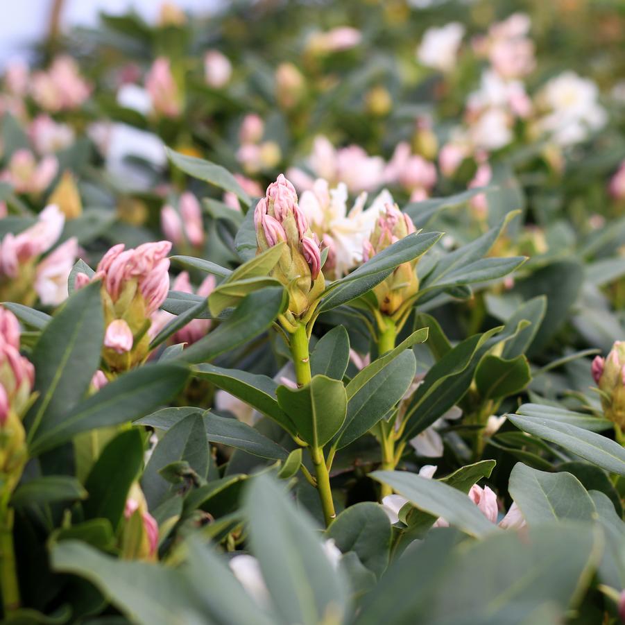 Rhododendron catawbiense 'Cunningham's White' - Rhododendron from Great Lakes Landscape Supply