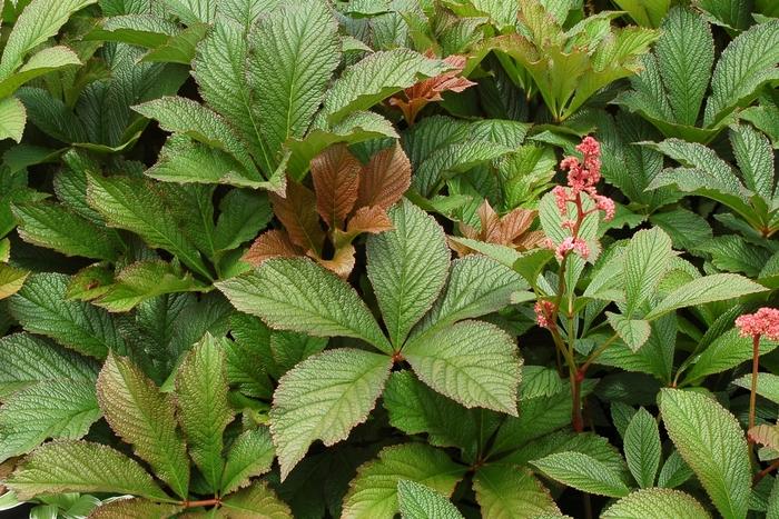 Rodgersia pinnata Bronze Peacock