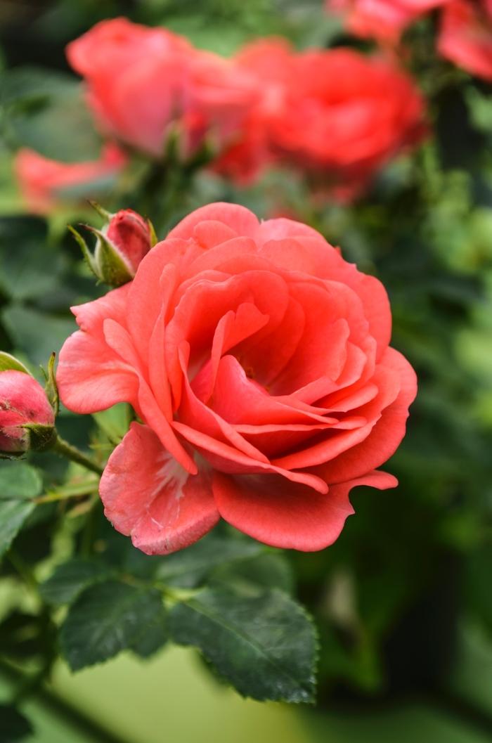 Rosa Coral Drift&reg;