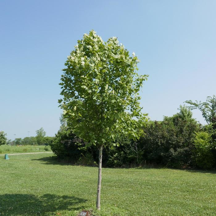 Platanus x acerifolia Exclamation!&trade;