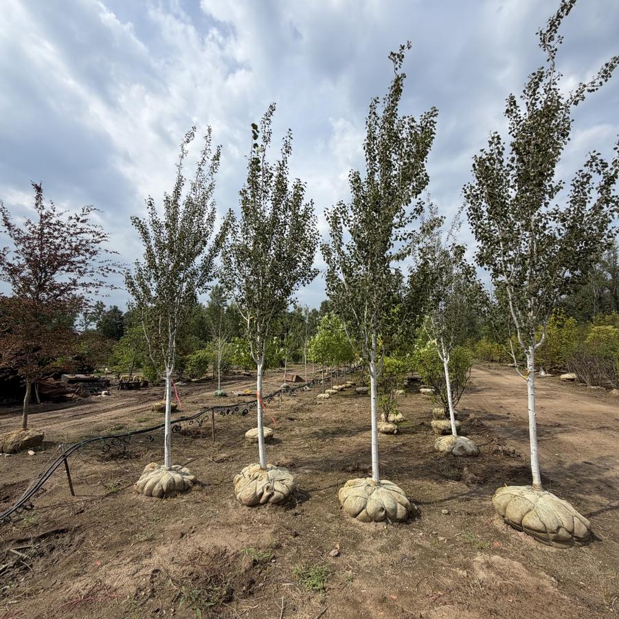 Populus tremuloides 'Dancing Flame®' 2.5'' - Trembling Aspen from Great Lakes Landscape Supply