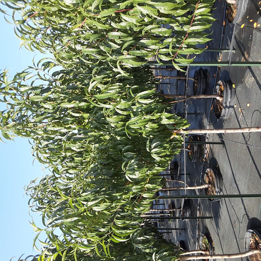 Prunus persica Contender