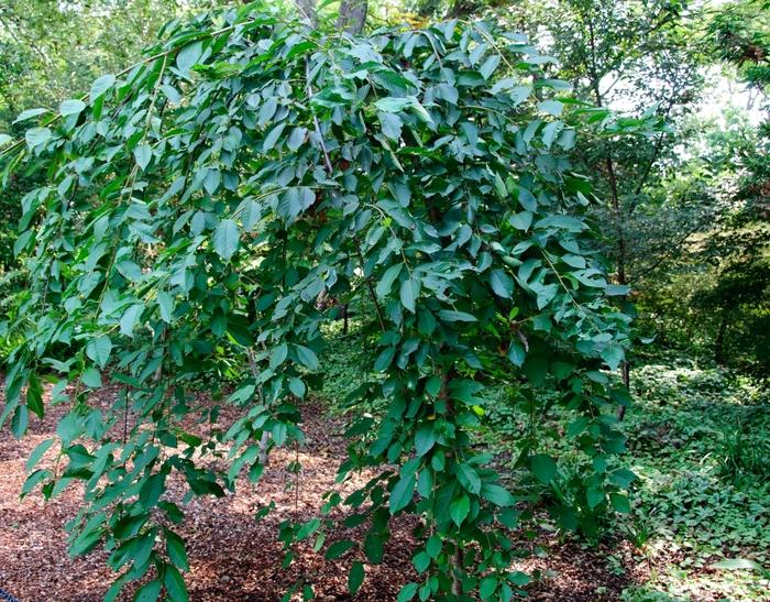 Prunus Pink Snow Showers&trade;
