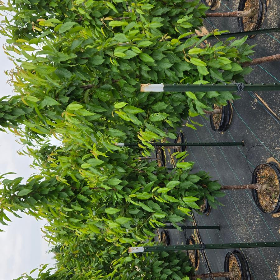 Prunus avium Black Tatarian