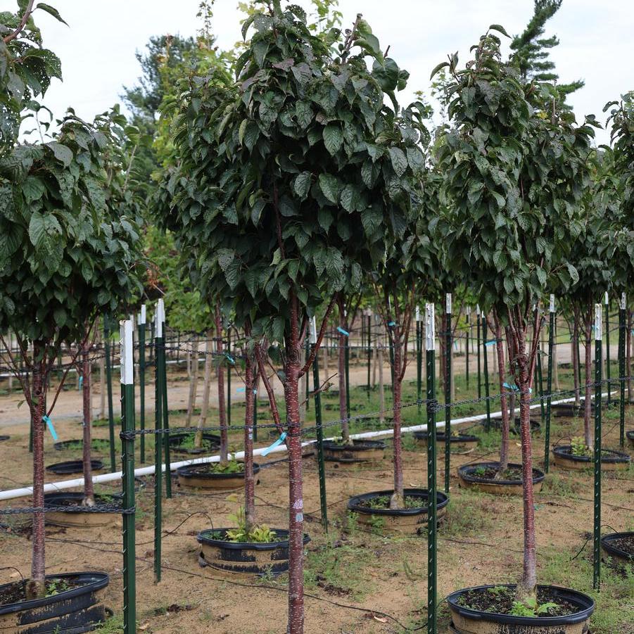Prunus sargentii 'Pink Flair�' - Cherry from Great Lakes Landscape Supply