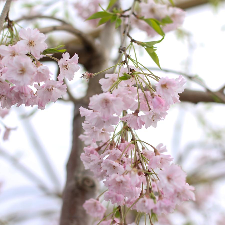 Prunus subhirtella var. pendula - Weeping Higan Cherry from Great Lakes Landscape Supply