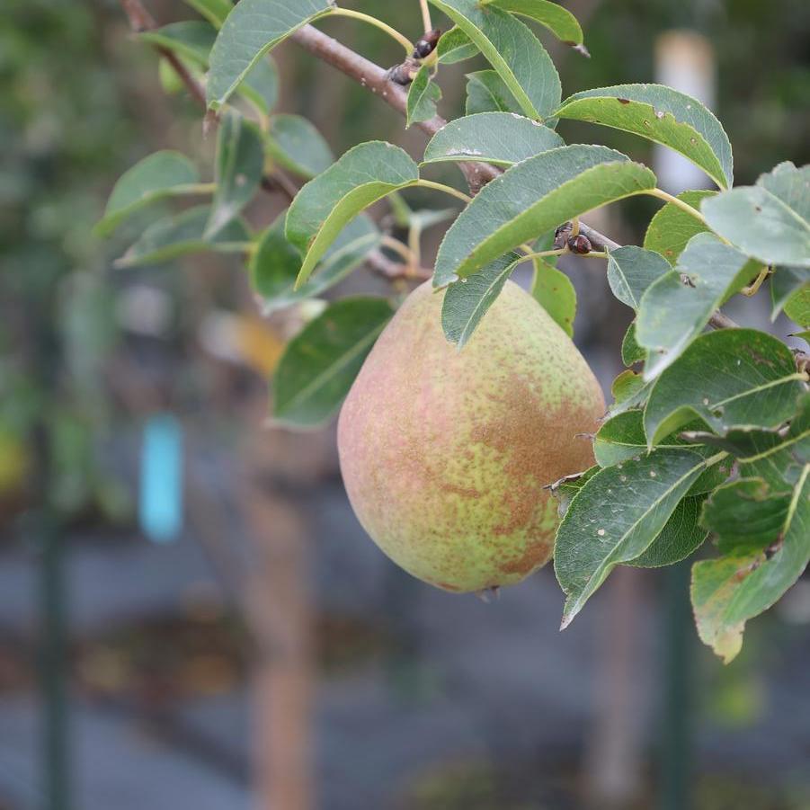 Pyrus communis 'Kieffer' - Pear from Great Lakes Landscape Supply