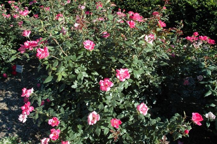 Rosa Knock Out&reg; Pink