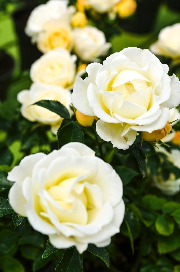 Rosa Popcorn Drift&reg;