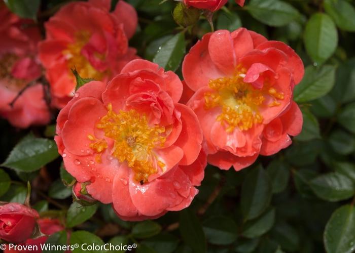 Rosa Oso Easy&reg; Mango Salsa