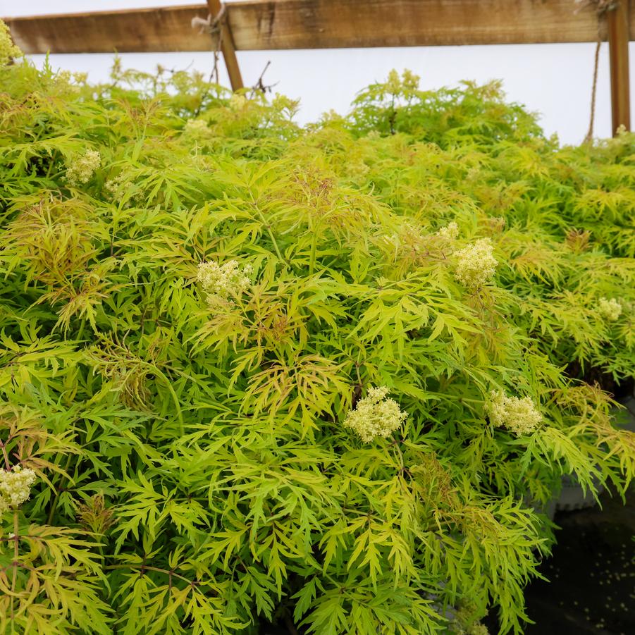 Sambucus racemosa 'Lemony Lace®' - Elderberry from Great Lakes Landscape Supply