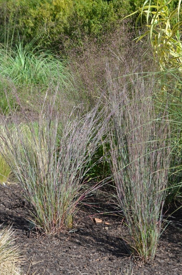 Schizachyrium scoparium Blue Heaven&trade;