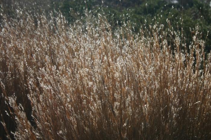 Schizachyrium scoparium Carousel