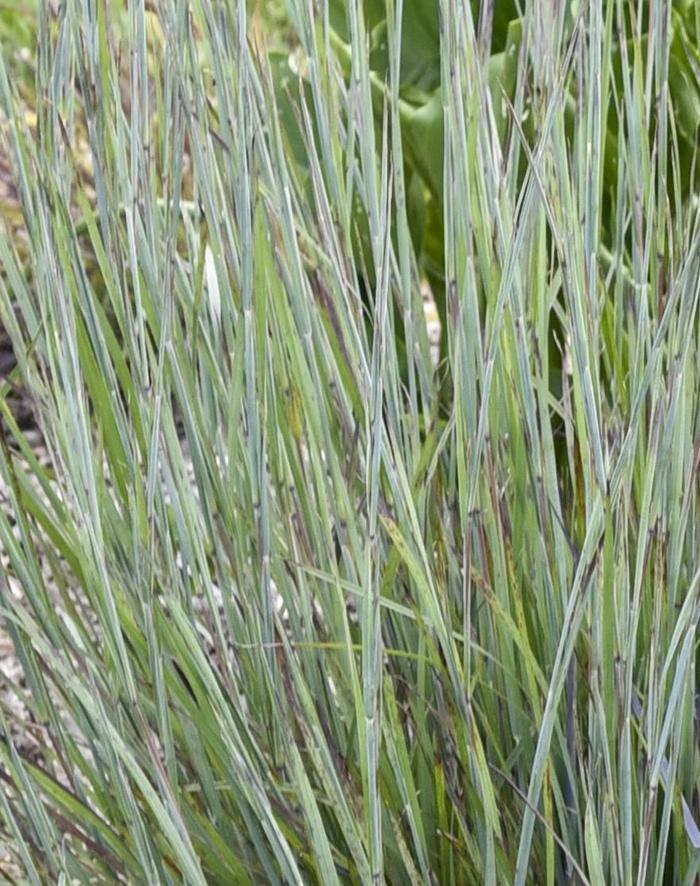 Schizachyrium scoparium Prairie Winds&reg; Brush Strokes