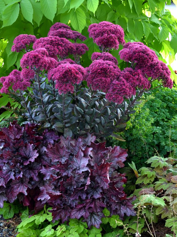 Sedum Thunderhead