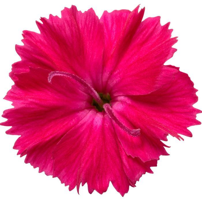 Dianthus Paint the Town Red