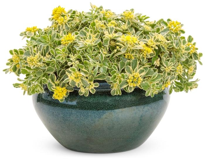 Sedum Rock 'N Grow&reg; Boogie Woogie