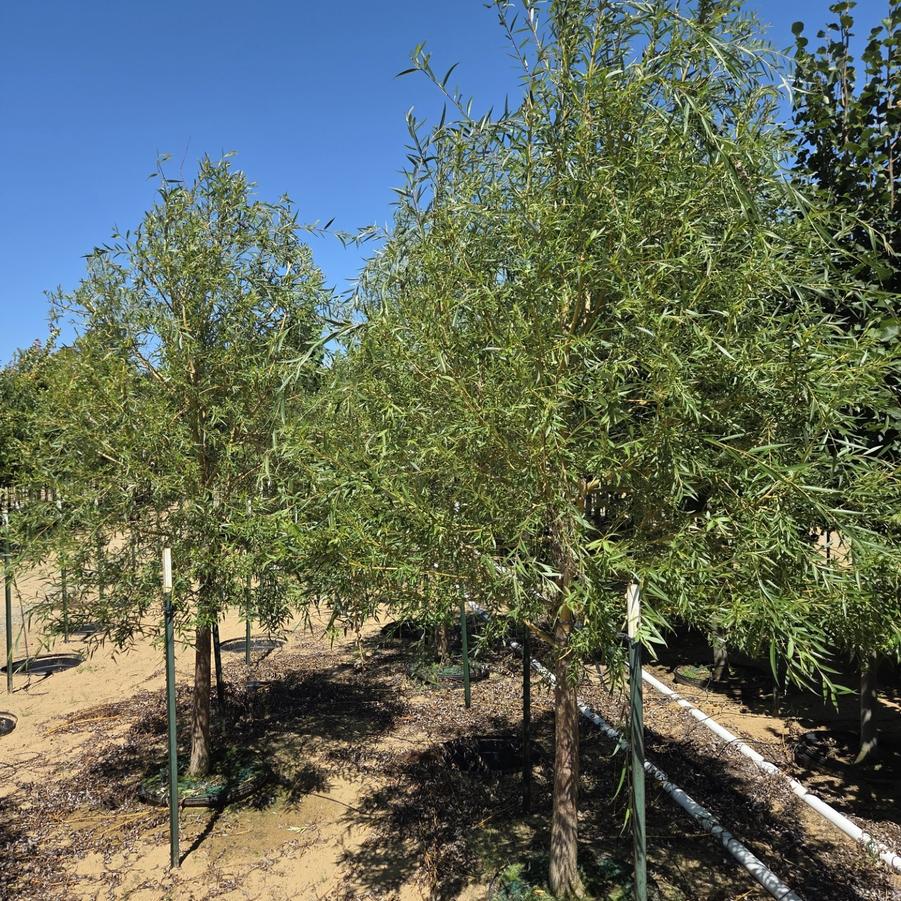 Salix Alba ''Tristis Niobe'' - Golden Weeping Willow from Great Lakes Landscape Supply