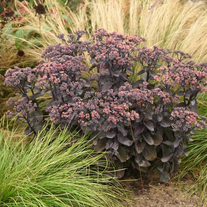Sedum Rock 'N Grow&reg; Back in Black