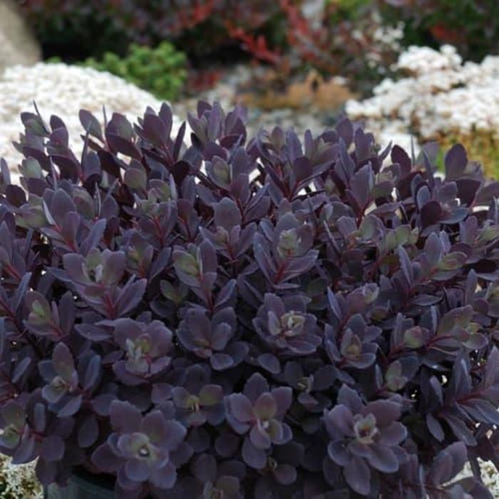 Sedum Sunsparkler&reg; Plum Dazzled
