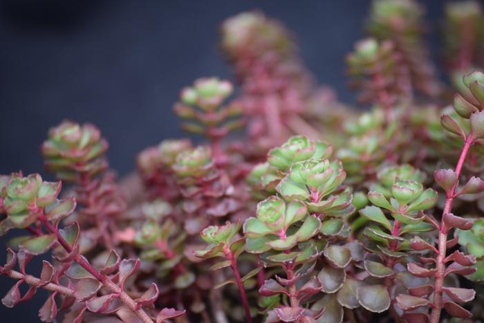 Sedum spurium Fuldaglut (Fulda Glow)