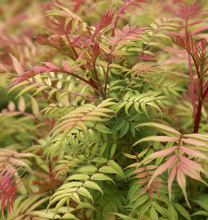 Sorbaria sorbifolia Sem