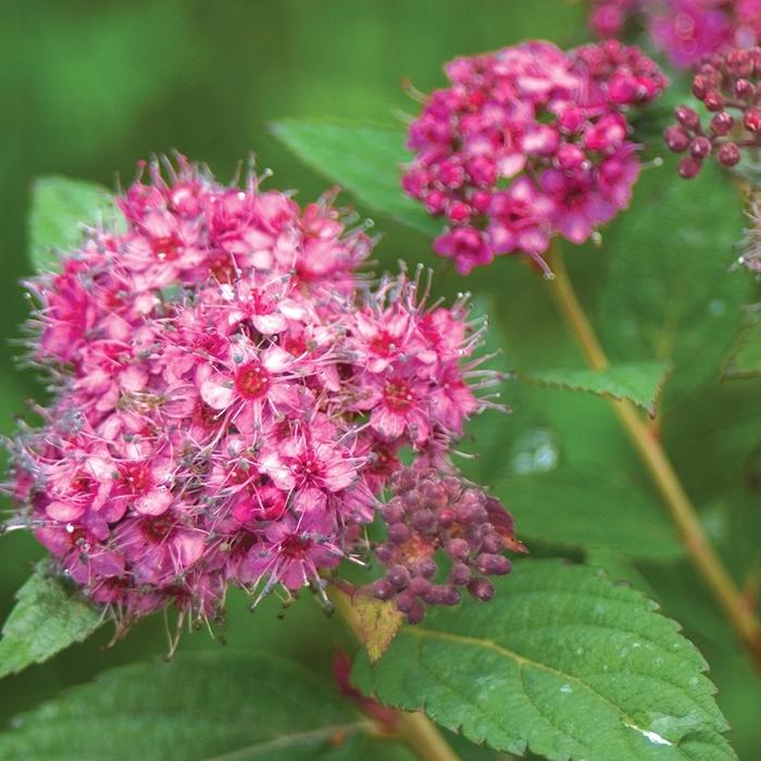 Spiraea japonica Double Play&reg; Artisan&reg;