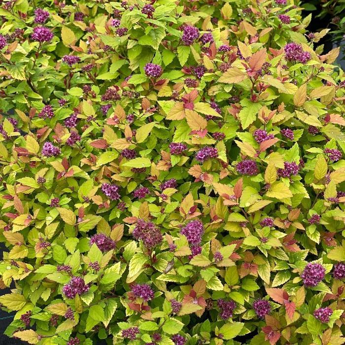 Spiraea japonica Double Play Dolly&reg; 