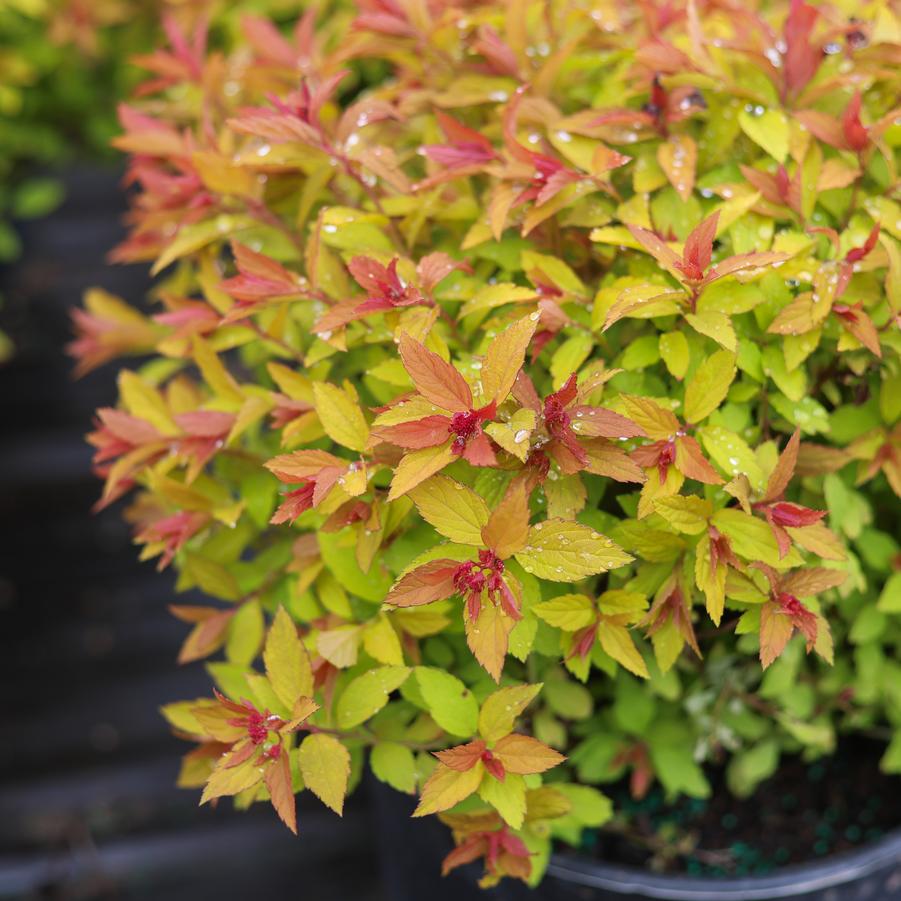 Spiraea japonica 'Magic Carpet' - Spirea from Great Lakes Landscape Supply