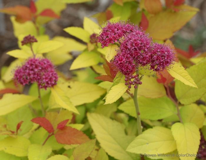 Spiraea japonica Double Play&reg; Candy Corn&reg;
