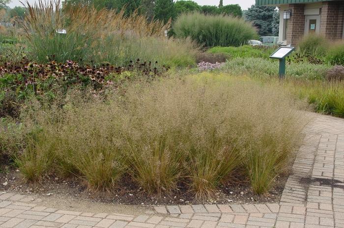 Sporobolus heterolepis Tara